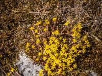 Polster von Scharfer Mauerpfeffer, ein Fetthennen Gewächs